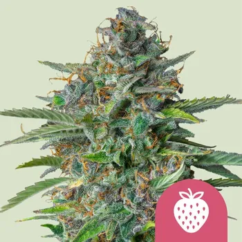 Semeno Royal Queen Seeds - Strawberry Cough 1 ks
