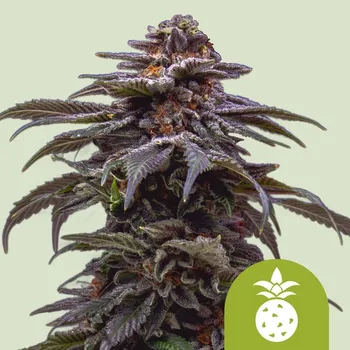 Semeno Royal Queen Seeds - Tropicana Cookies Purple Auto 1 ks