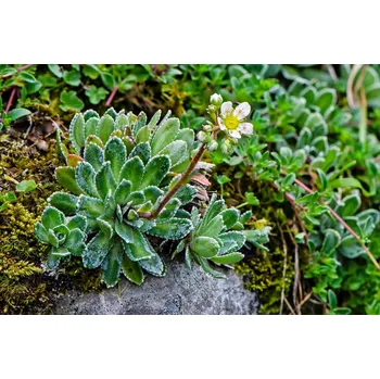 Sazenice levandule-online.cz Saxifraga Hostii - Lomikámen Hostův