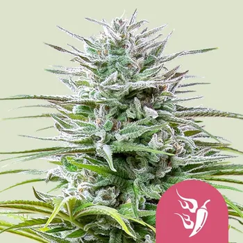 Semeno Royal Queen Seeds - Speedy Chile Fast Version 3 ks