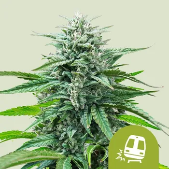 Semeno Royal Queen Seeds - Trainwreck Auto 3 ks