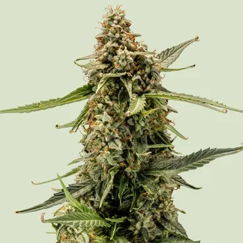 Semeno Royal Queen Seeds - Titan F1 Auto 1 ks