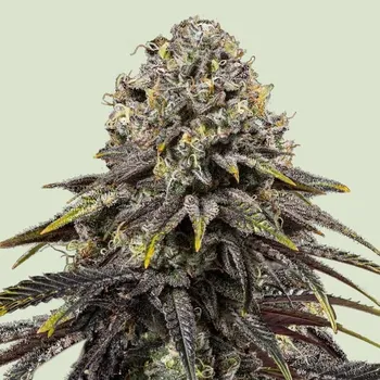 Semeno Royal Queen Seeds x Tyson - Dynamite Diesel 3 ks
