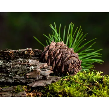 Cedr - vonný olej 10 ml