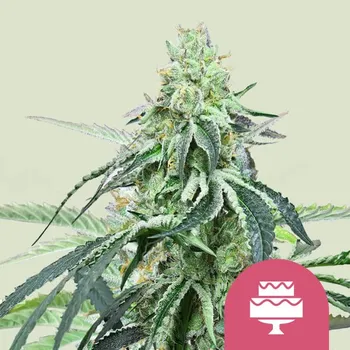 Semeno Royal Queen Seeds - Wedding Gelato 25 ks