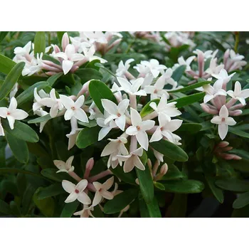 Sazenice levandule-online.cz lýkovec vonný 'Eternal Fragrance'