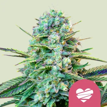 Semeno Royal Queen Seeds - Wedding Crasher 1 ks