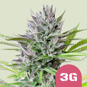 Semeno Royal Queen Seeds - Triple G 1 ks
