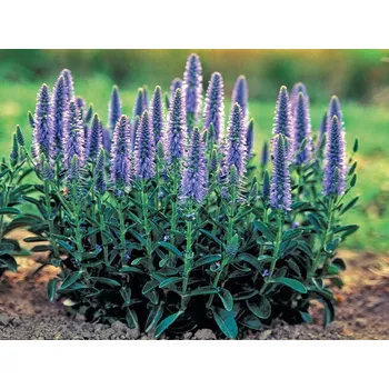 Sazenice levandule-online.cz Rozrazil klasnatý - Veronica spicata nana "Blauteppich" 9 cm