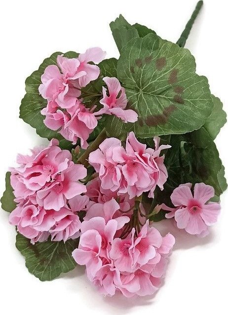 Muškát 38 cm, světle růžová