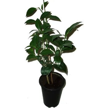 Sazenice ičandarin Yuzu N°3