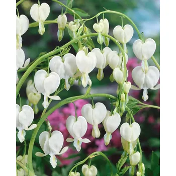 Srdcovka nádherná Spectabilis Alba 1 ks Cibulovina Srdcovka nádherná Spectabilis Alba 1 ks