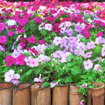 Netýkavka Balzamína Impatiens Balsamina směs barev 100 ks Semeno Netýkavka Balzamína Impatiens Balsamina směs barev 100 ks