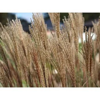 Ozdobnice čínská 'Dronning Ingrid' - Miscanthus sinensis 'Dronning Ingrid' Miscanthus sinensis 'Dronning Ingrid'