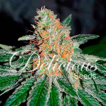 Semeno Delicious Seeds - CBD Jam 100 ks