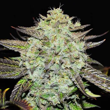 Semeno Delicious Seeds - Purple Mango Kush 1 ks