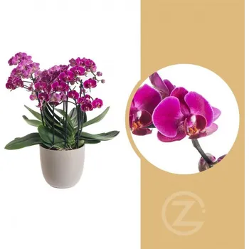 Sazenice Orchidej Můrovec, Phalaenopsis multiflora Bellissimo, vícevýhonová, tmavě růžová