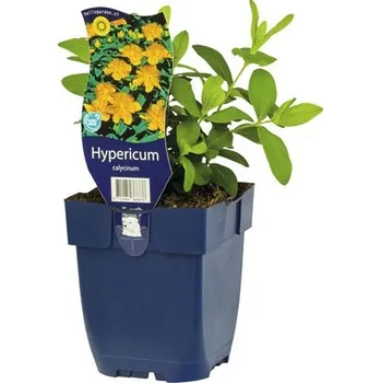 Květináč Třezalka kalíškatá FloraSelf Hypericum calydeinum výška 5-40 cm květináč 0,5 l