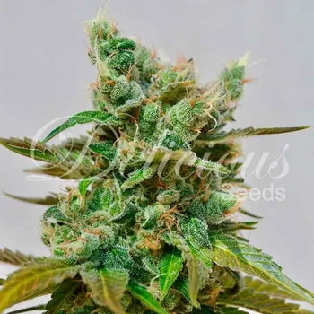 Semeno Delicious Seeds - Honey Bells CBD 1 ks