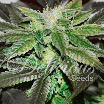 Semeno Delicious Seeds - Sugar Candy 1 ks