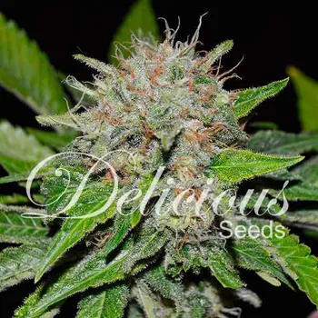 Semeno Delicious Seeds - Deep Mandarine CBD 1 ks