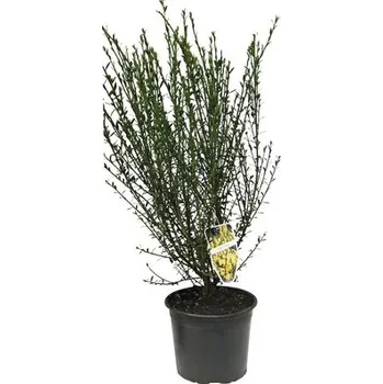 Květináč Čilimník, janovec metlatý FloraSelf Cytisus scoparius 'Luna' výška 40-60 cm květináč 2 l žlutý