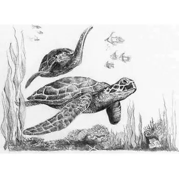 Výtvarná sada Malování skicovacími tužkami-ŽELVY, 12,5x17,5 cm, 1 bal.