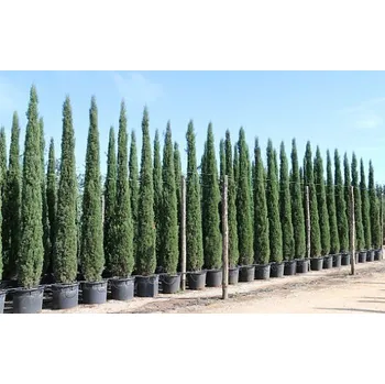 Sazenice Cypřiš stálezelený - Cupressus Sempervirens Stricta - Totem - výška 80/100cm