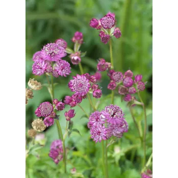 Cibulovina Jarmanka větší Astrantia Major Rosea 1 ks