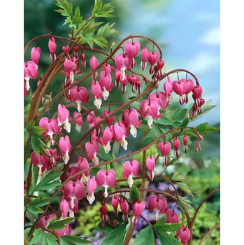 Cibulovina Srdcovka nádherná Spectabilis 1 ks