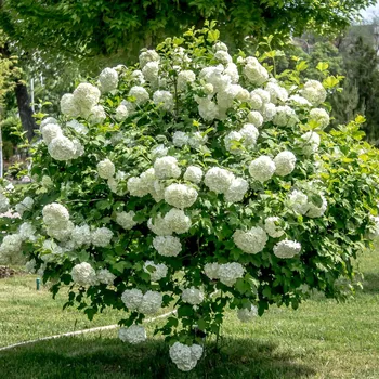 Semeno Kalina obecná Viburnum Opulus 5 ks