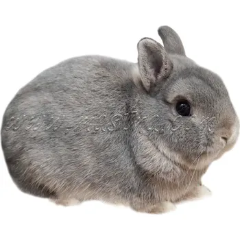 králíkárna Zakrslý divoce modrý králík, samolepka