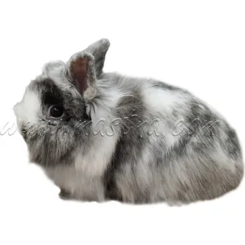 králíkárna Lvíček zakrslý rhonský, králík, samolepka