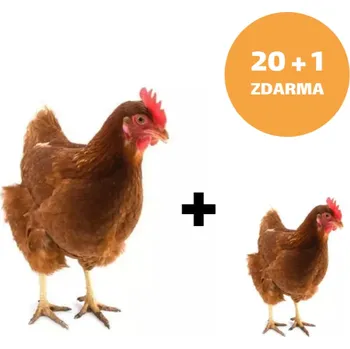 Hnědá kuřice Isabrown 20+1ks kuřice ZDARMA