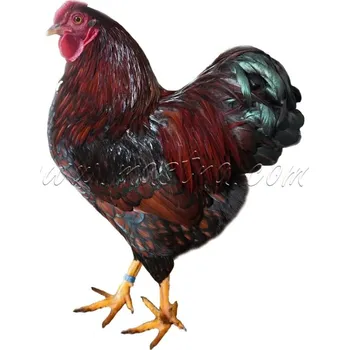 Vyandotka zlatá černě lemovaná, samolepka drůbež, kohout wyandot