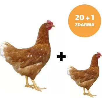 Hnědá kuřice Dominant 20+1ks kuřice ZDARMA