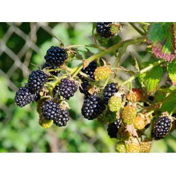 Sazenice Ostružina 'Little black prince' balkónová