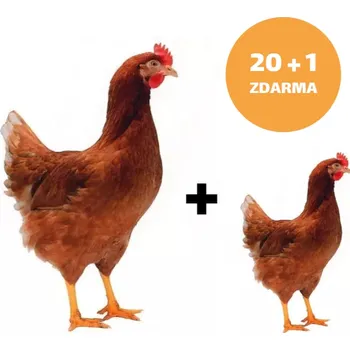 Hnědá kuřice Lohman 20+1ks kuřice ZDARMA