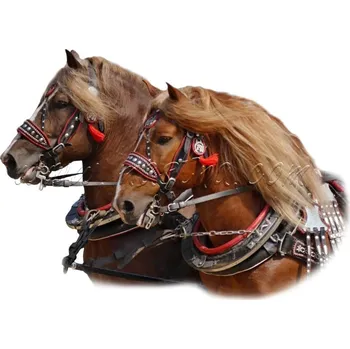 Chladnokrevníci, norik, samolepka koně