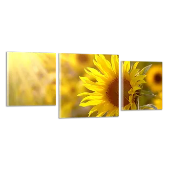 Obraz Obraz na plátně Slunečnice , třídílný 1187CZ