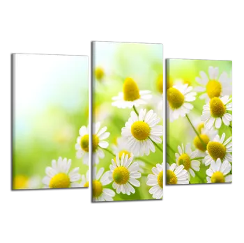 Obraz Obraz na plátně Heřmánek , třídílný 1395CX