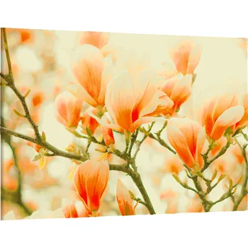 Obraz Obraz na plátně Oranžové magnolie , jednodílný 1245AX