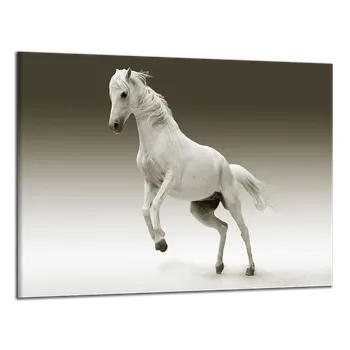 Obraz Obraz na plátně Bílý kůň , jednodílný 3060AX