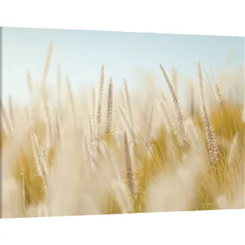 Obraz Obraz na plátně Klasy , jednodílný 2831AX