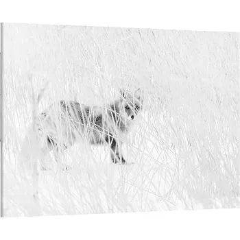 Obraz Obraz na plátně Liška , jednodílný 3017AX