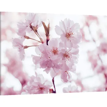 Obraz Obraz na plátně Růžové květy , jednodílný 2733AX