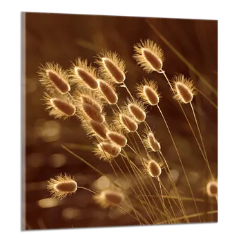 Obraz Obraz na plátně Klasy , jednodílný 2787AY