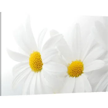 Obraz Obraz na plátně Kopřetiny , jednodílný 1209AX