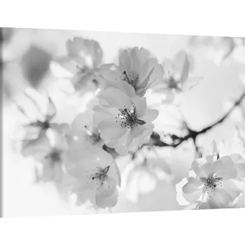 Obraz Obraz na plátně Větvička , jednodílný 1134AX