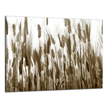 Obraz Obraz na plátně Klasy , jednodílný 2744AX